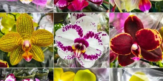 Imagem do grupo de WhatsApp Curso gratuito de orquíde