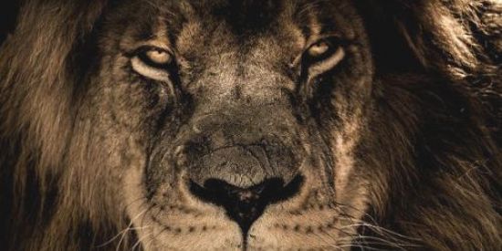 Imagem do grupo de WhatsApp Money pela internet 🦁