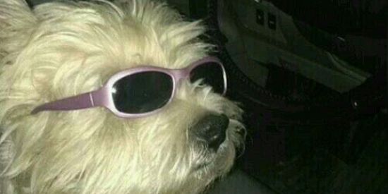 Imagem do grupo de WhatsApp Figurinhas do zip zap