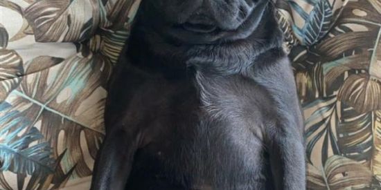 Imagem do grupo de WhatsApp .⋆ ₲ɄⱠ₳₲ ⋆🐂