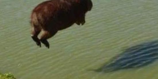 Imagem do grupo de WhatsApp Sou um javali