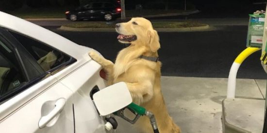 Imagem do grupo de WhatsApp Renegados