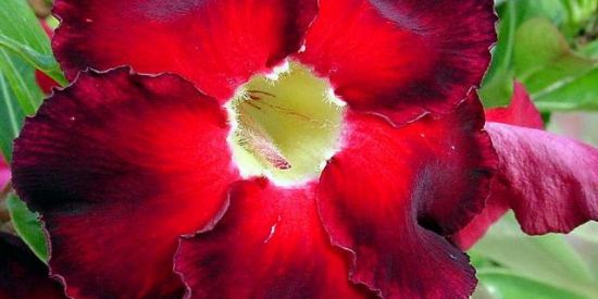 Imagem do grupo de WhatsApp 🌺Adenium Cariri 3🌺