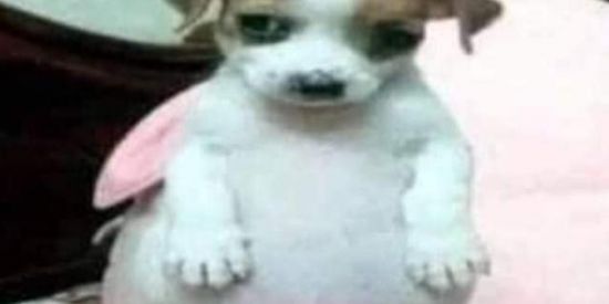 Imagem do grupo de WhatsApp Amasiant