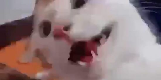 Imagem do grupo de WhatsApp FAMÍLIA DA ZOEIRA 🛐