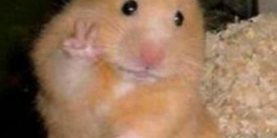 Imagem do grupo de WhatsApp Quarentena🤢