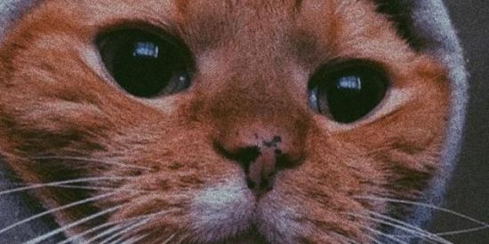 Imagem do grupo de WhatsApp Śhīť ëm pøšt 🤮