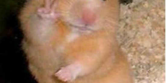 Imagem do grupo de WhatsApp 👺✨Hospício 3.0✨👺