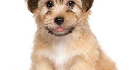 Imagem do grupo de WhatsApp Cães Bravos🙀🐕‍🦺