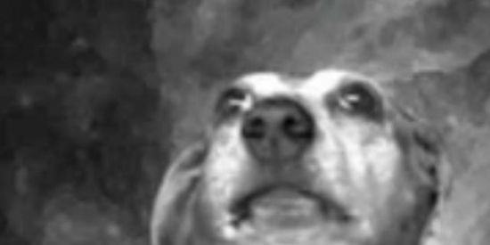 Imagem do grupo de WhatsApp 🇦🇴 União Shitposter - UST 🇦🇴