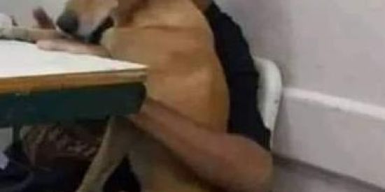 Imagem do grupo de WhatsApp Shitpost Boss