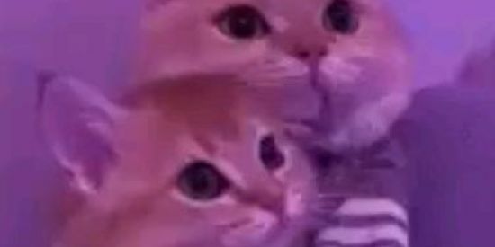 Imagem do grupo de WhatsApp Aleatório... 🥱❤️