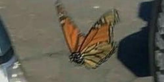 Imagem do grupo de WhatsApp Amizades ✨