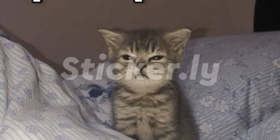 Imagem do grupo de WhatsApp Figurinhas