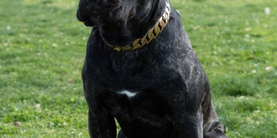 Imagem do grupo de WhatsApp Carnario