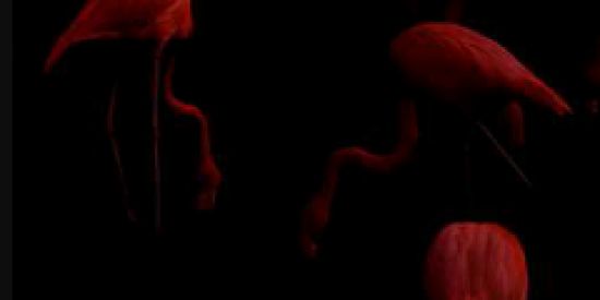 Imagem do grupo de WhatsApp COMTATINHOS