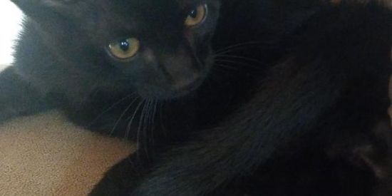 Imagem do grupo de WhatsApp Grupo dos emo góticos⛓️