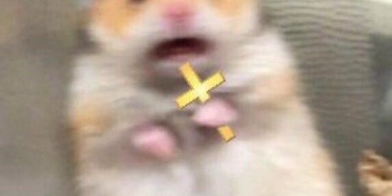 Imagem do grupo de WhatsApp Family💞