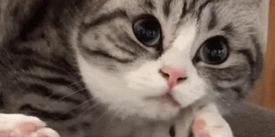 Imagem do grupo de WhatsApp 🍃AS BRABULETAS🍃