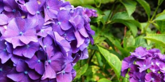 Imagem do grupo de WhatsApp Flores e Plantas🌸🪴