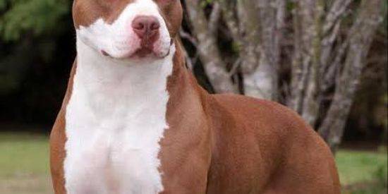 Imagem do grupo de WhatsApp Pitt kennel🤍🏴‍☠️