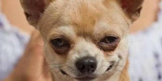 Imagem do grupo de WhatsApp Memes e Figurinhas