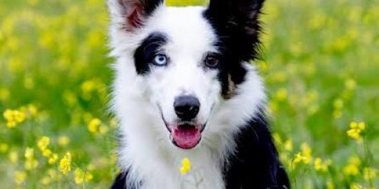 Imagem do grupo de WhatsApp Tudo Sobre Border collie