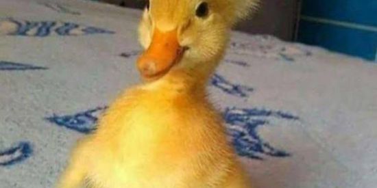 Imagem do grupo de WhatsApp Bora festejar