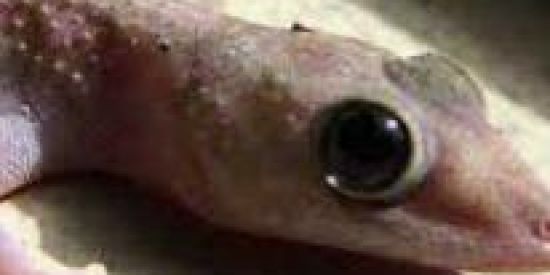 Imagem do grupo de WhatsApp ✨ADM bakugou uuuuuuuuuhh✨