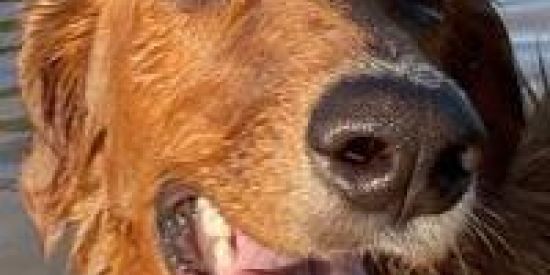 Imagem do grupo de WhatsApp Diversão