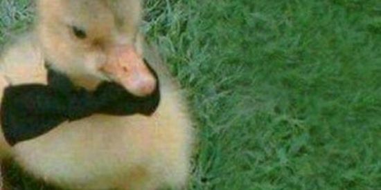 Imagem do grupo de WhatsApp ŽƟƎįȒA