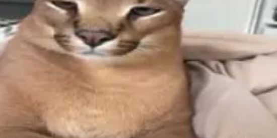 Imagem do grupo de WhatsApp 卐UNIAO SOVIETICA卐