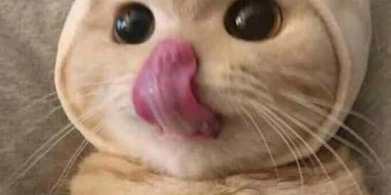 Imagem do grupo de WhatsApp Animais Mais Engraçados