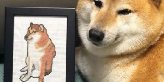 Imagem do grupo de WhatsApp os zueiros de plantao🍁