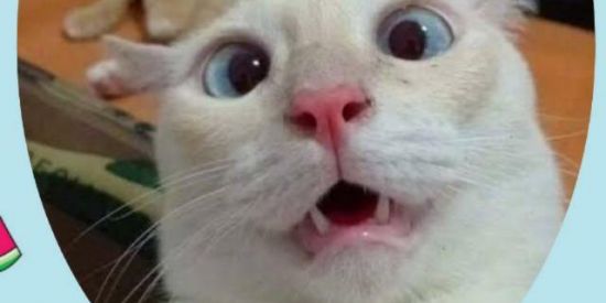 Imagem do grupo de WhatsApp Só vídeos engraçados!!! 😂