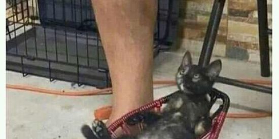 Imagem do grupo de WhatsApp Memes 😁😁😂indirectas🇲🇿MAZZA