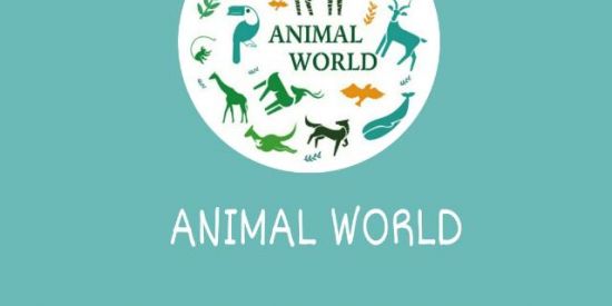 Imagem do grupo de WhatsApp 🐭🐵🐧Animal World🌎🐸🐼🦊