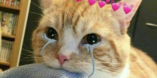 Imagem do grupo de WhatsApp Nao vale se apaixonar🤪✌🏻