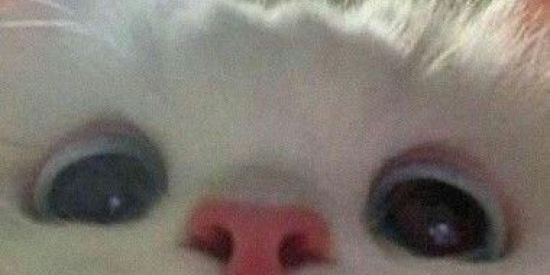 Imagem do grupo de WhatsApp PROJETO ++++ SEGUIDORES