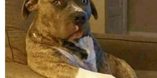 Imagem do grupo de WhatsApp ~divulgadalinkes~🗣️🗣️