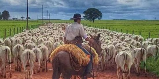 Imagem do grupo de WhatsApp @Os meninos da pecuária🐎🚜
