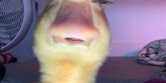 Imagem do grupo de WhatsApp GANGUE DOS MAMACO