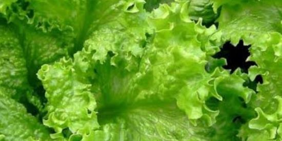 Imagem do grupo de WhatsApp Recanto cheiro Verde 🥬🥦🍅