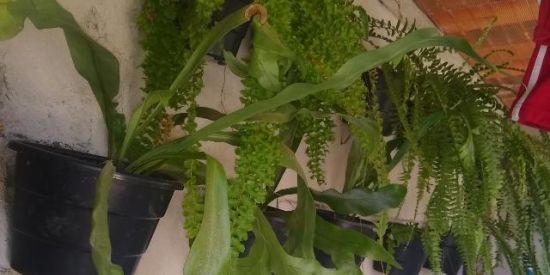 Imagem do grupo de WhatsApp Samambaias e plantas