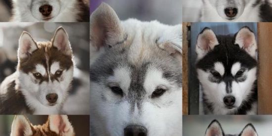 Imagem do grupo de WhatsApp Canil Dog Ville Sergipe 😻