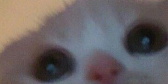 Imagem do grupo de WhatsApp ✨recepção✨