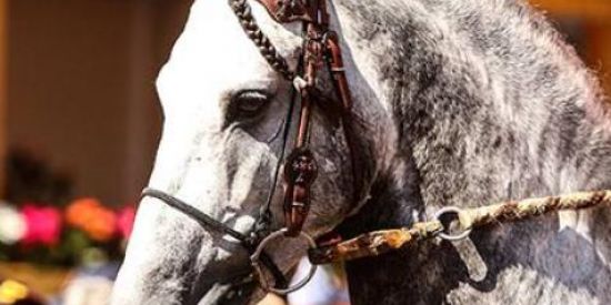 Imagem do grupo de WhatsApp Mangalarga Machador 🙏🐴