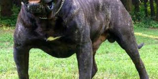 Imagem do grupo de WhatsApp Vendas de pitbull