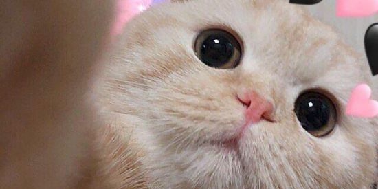 Imagem do grupo de WhatsApp Reis da favela☘️😈