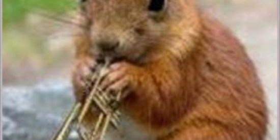 Imagem do grupo de WhatsApp shitos post